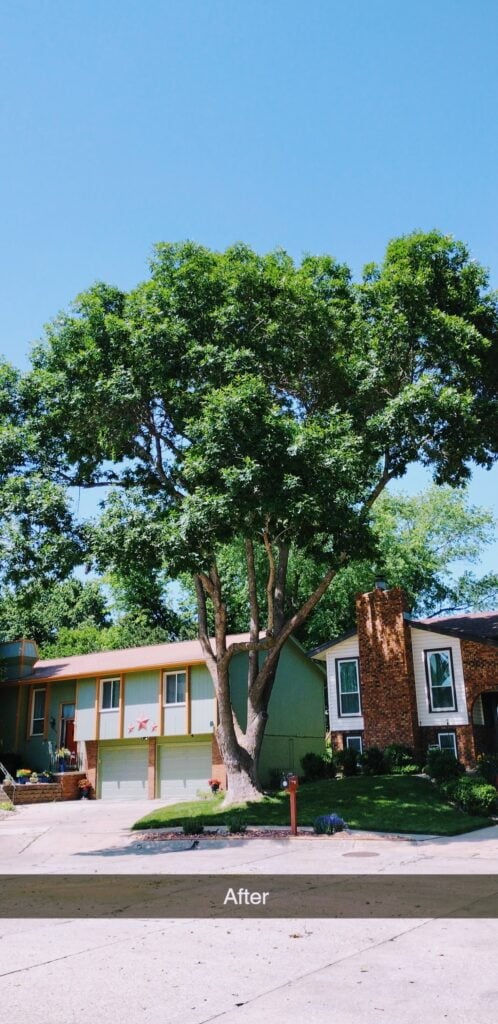 Ash Tree Trimming Omaha, NE by West Omaha Tree Service. 2023.