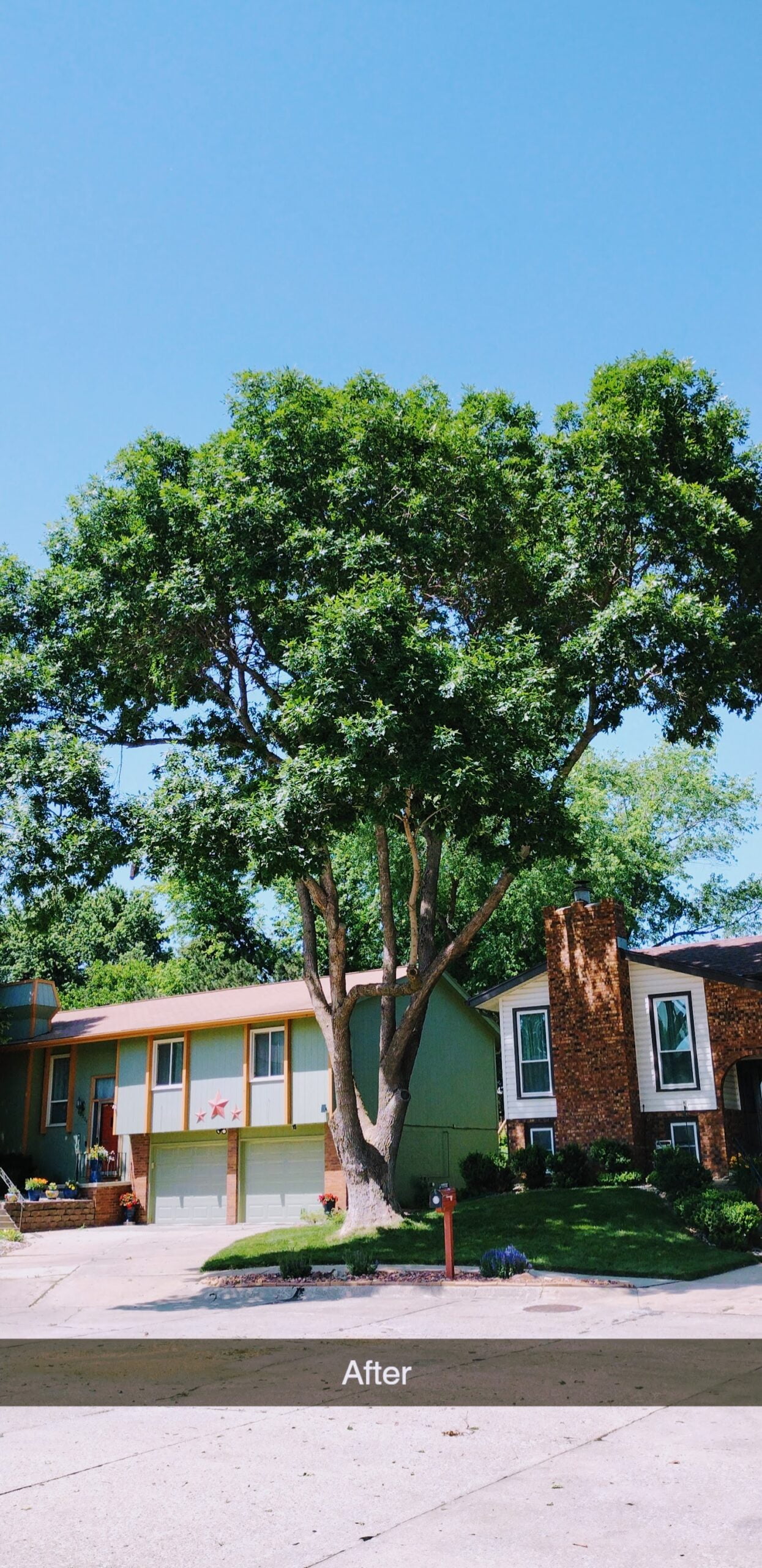 Ash Tree Trimming Omaha, NE by West Omaha Tree Service. 2023.