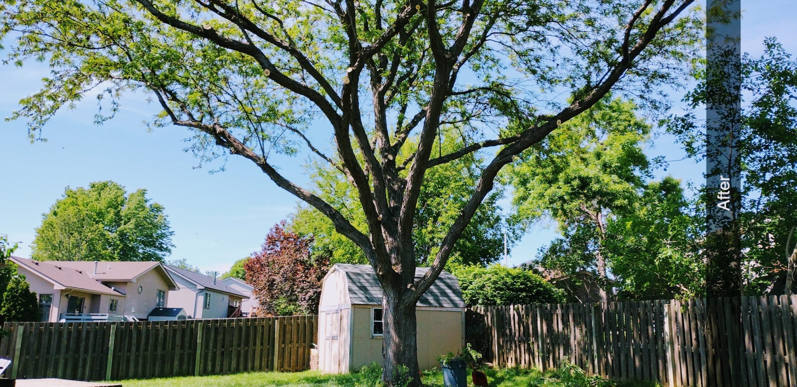 Locust tree trimming omaha NE.backyard (after) (landscape view) - West Omaha Tree Service - tree trimming omaha Omaha Tree Trimming by West Omaha Tree Service - picture of a trimmed locust tree in backyard.