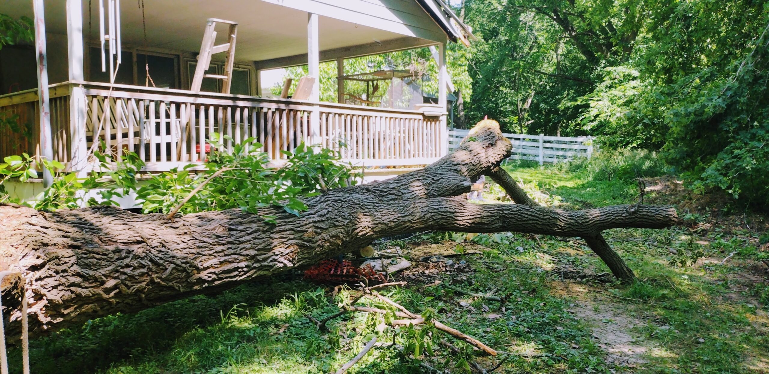 Picture of Large Tree Removal Omaha NE. 2023