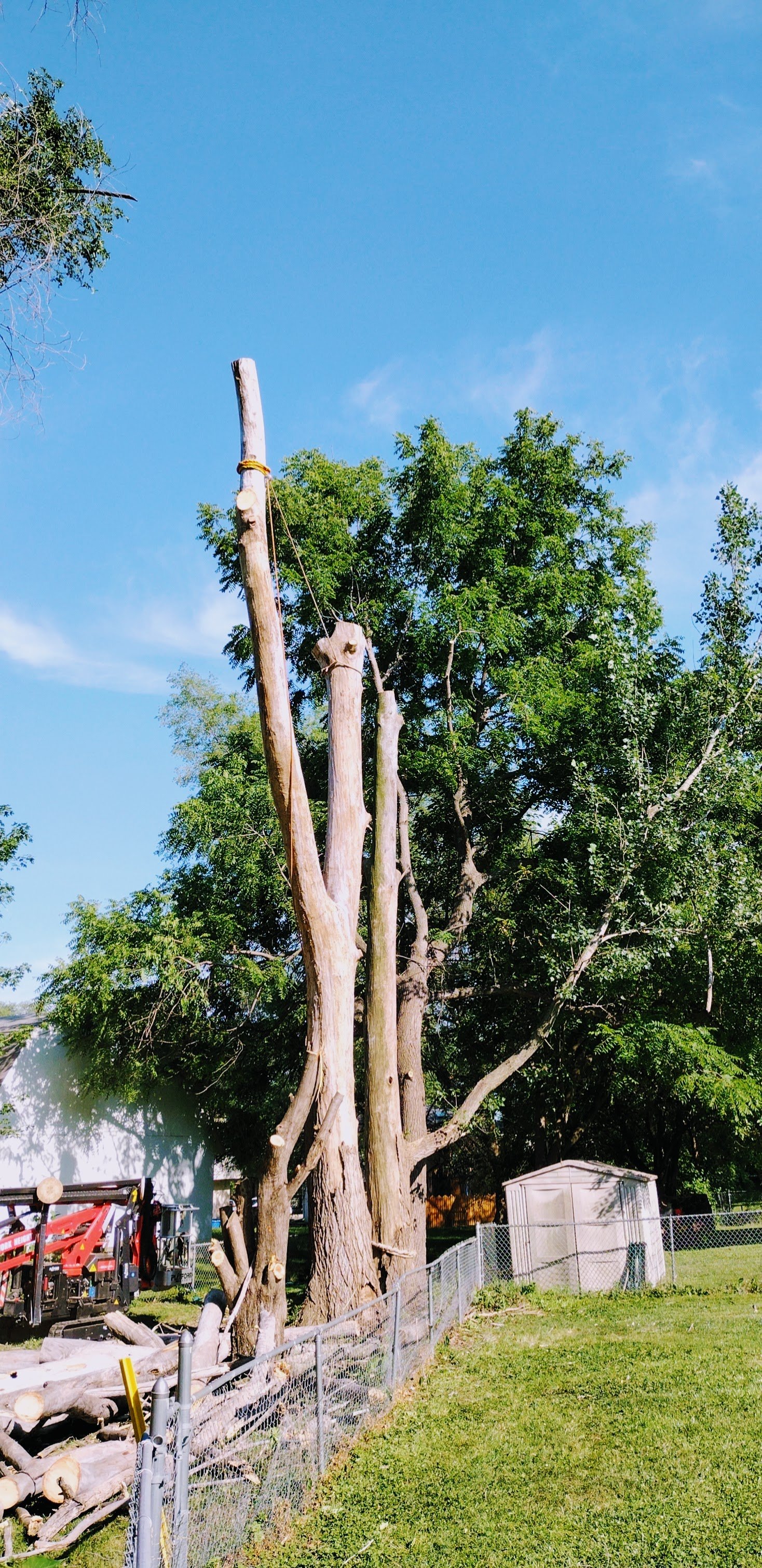 Picture of large trees being cut down and removed for customer.