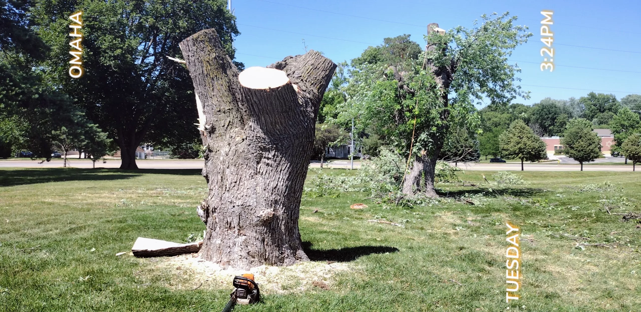 Photo of a maple tree removal job for a customer. Professional tree cutting. 