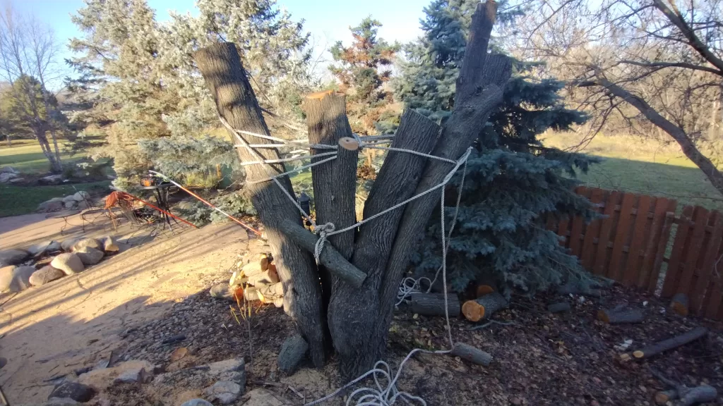 Bradford Pear Tree Removal - Hazardous Tree Removal Done Safely. Tree splitting /decayed crotches at the base of tree. Backyard tree removal services in Omaha Nebraska 2023. 