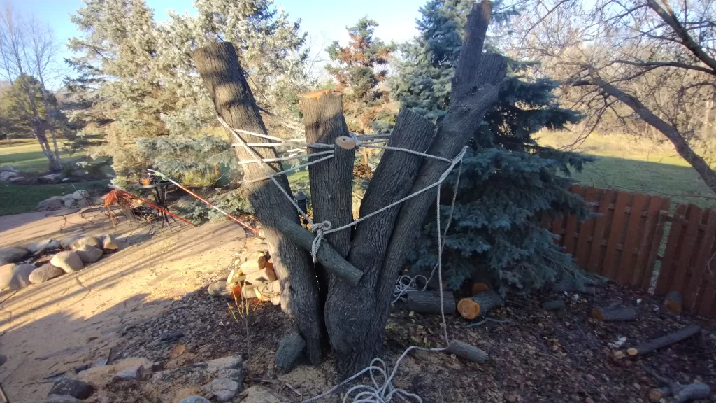 IMG_20231128_144728021 Bradford Pear Tree Removal - Hazardous Tree Removal Done Safely. Tree splitting /decayed crotches at the base of tree. Backyard tree removal services in Omaha Nebraska 2023.