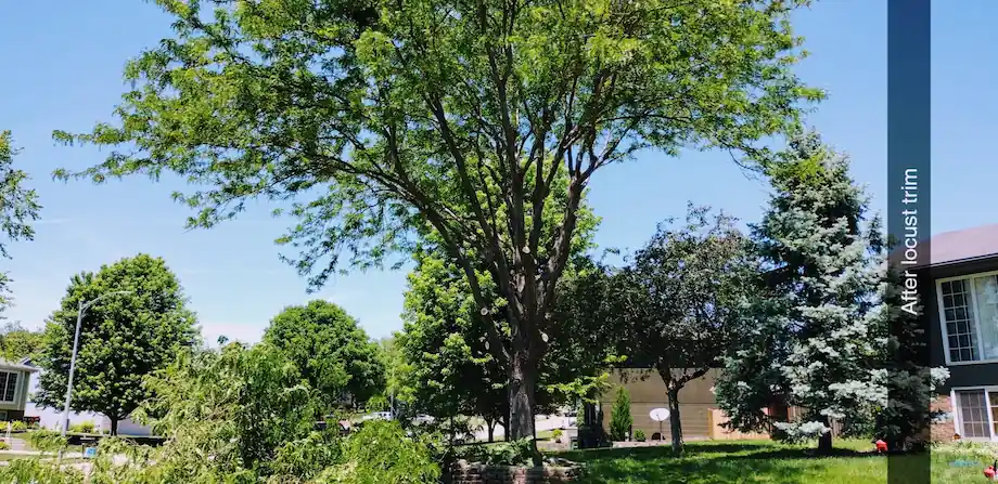 Locust tree trimming in Omaha front yard by West Omaha Tree Service